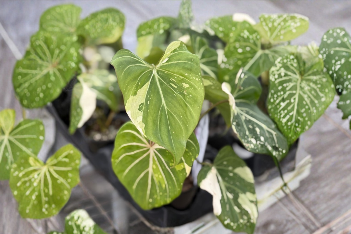 Variegated Philodendron Gloriosum Live Plant, Tropical Houseplant in 3-Inch Pot, Rare Indoor Foliage, Velvety Leaves, White Veining