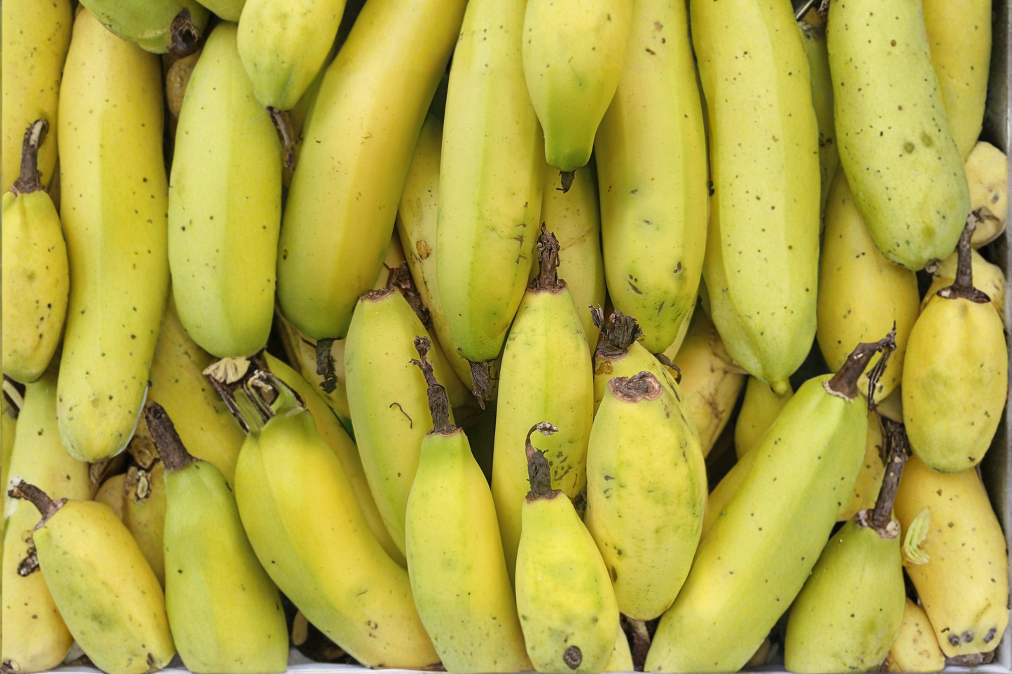 Truly Tiny Banana Live Starter Plug 3–6 Inches | Musa acuminata Dwarf Banana Plant