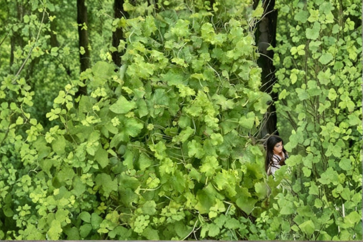 Apple Twist Coral Bells Live Plants – 3 Rooted Perennials in 1 Qt Pots, Variegated Foliage, Heuchera for Shade Gardens
