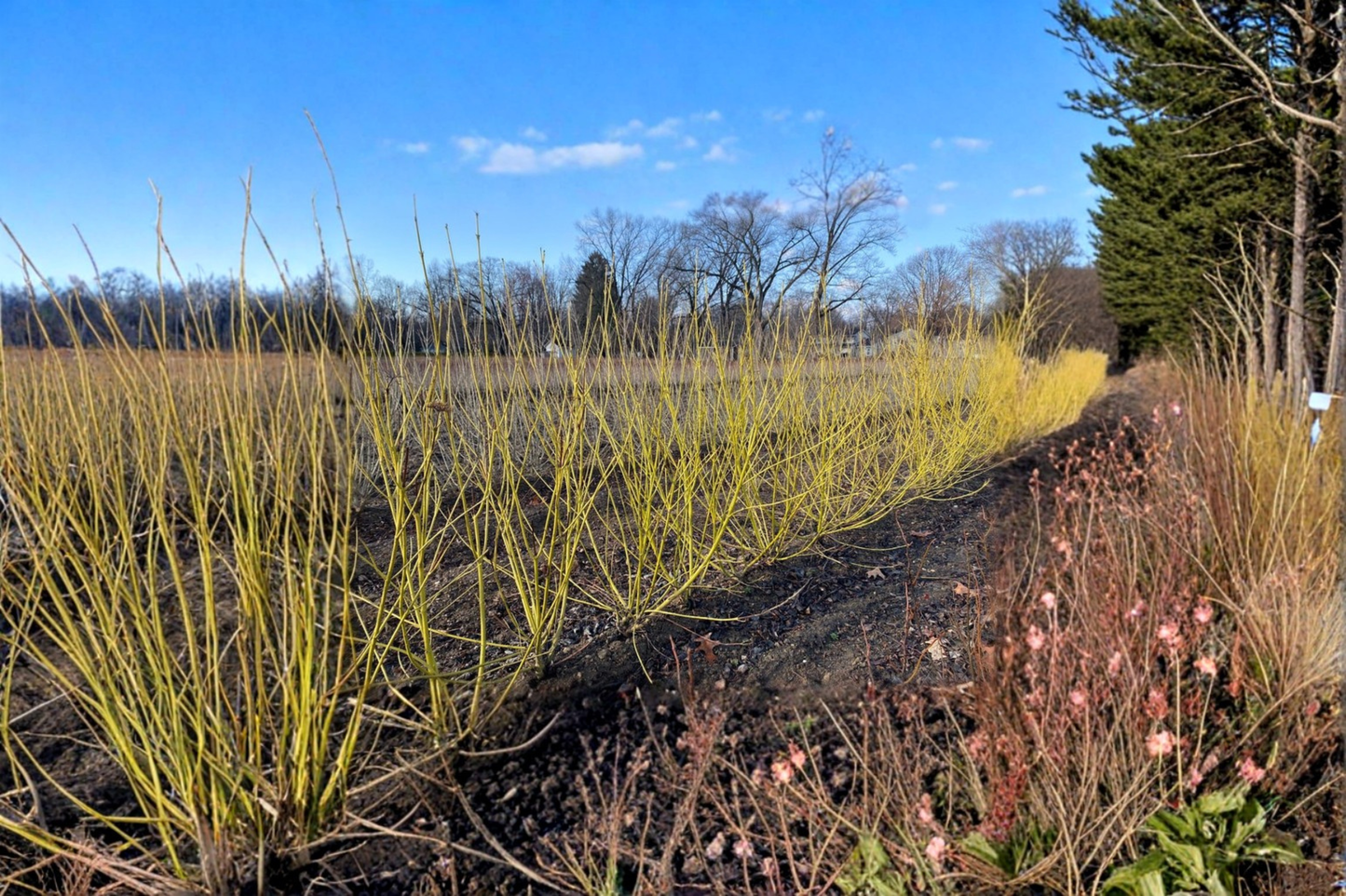 Yellow Twig Dogwood Live Plant 2 Gallon Pot – Cornus sericea ‘Flaviramea’ Bright Yellow Winter Stems, Hardy Landscape Shrub