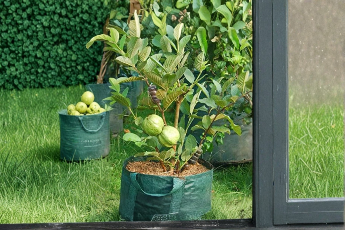 Dwarf Guava Seeds 10 Pack - Psidium guajava Tropical Fruit Tree Seeds for Container Gardening & Small Spaces