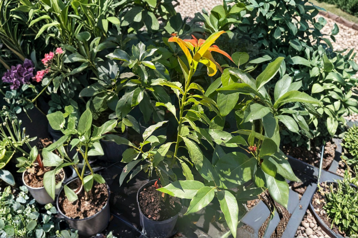 Grafted Catalina Avocado Tree - 3ft Tall Live Plant in 3-Gallon Pot, Tropical Fruit Tree for Backyard Garden