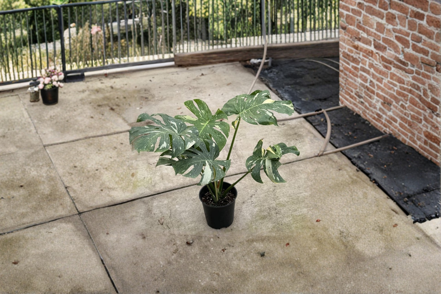 Large Monstera Thai Constellation Live Plant - Variegated Indoor Houseplant in 8-Inch Pot