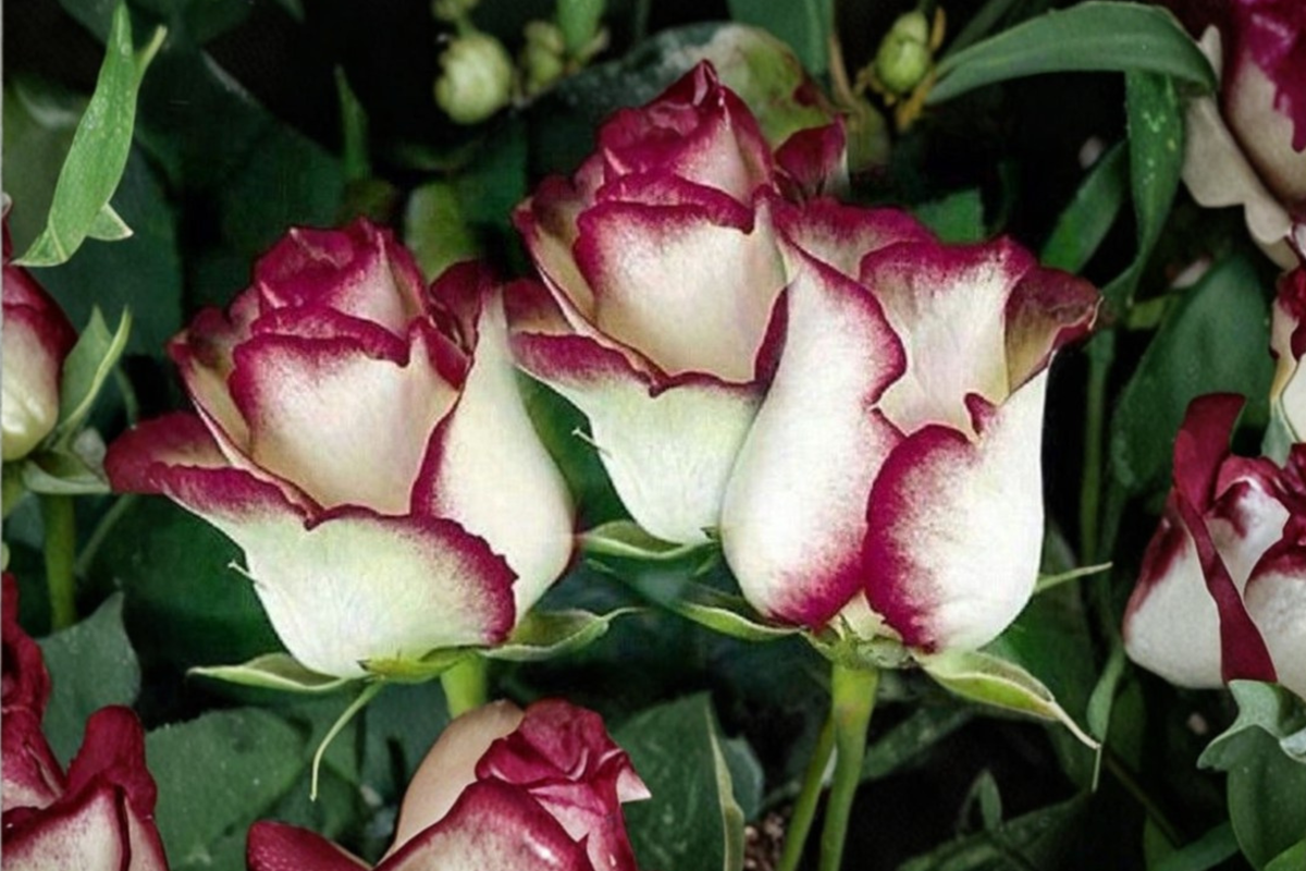 English Monroe Pink Rose Seeds - Rare Fragrant Pink Flower Seeds for Garden Planting, Ornamental Rose, Rosa hybrid, Pack of 30