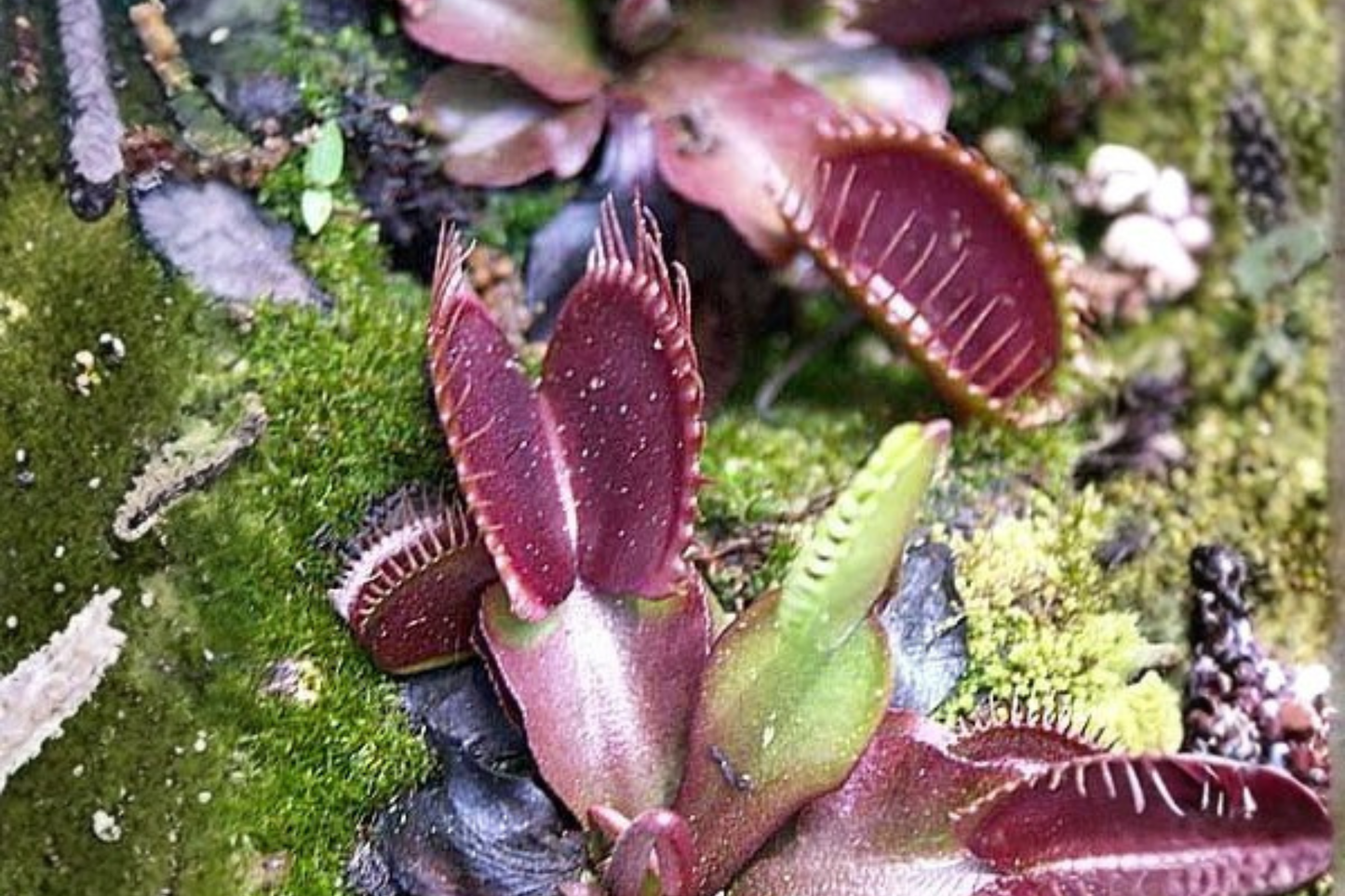 Red Piranha Venus Fly Trap Live Plant in 2 Inch Pot – Dionaea muscipula