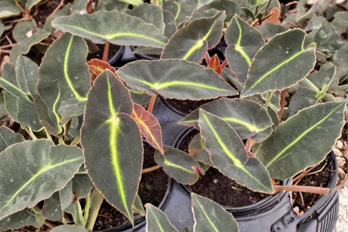 Begonia Listada Live Plant, Velvet Stripe Foliage, Tropical Houseplant in 4-Inch Pot, Rare Indoor Plant, Collector Houseplant