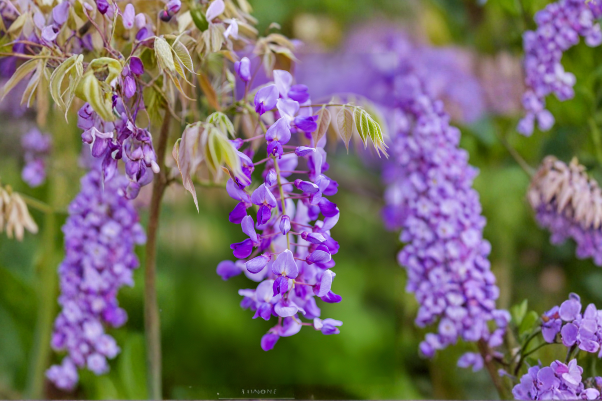Amethyst Falls Wisteria Live Plant, Climbing Vine, Lavender Purple Flowers, Wisteria frutescens, 1/2 Gallon Pot