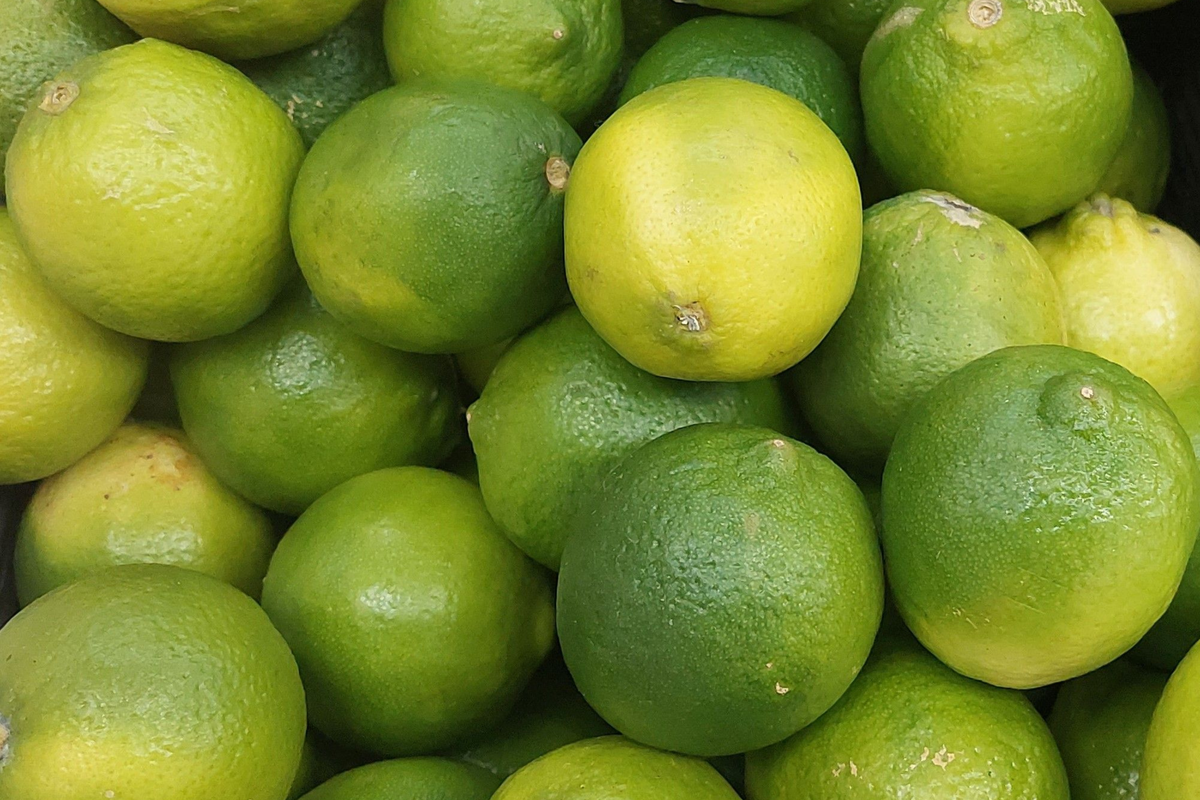 Mexican Key Lime Tree Live Sapling 3-4 Inches - Citrus aurantiifolia