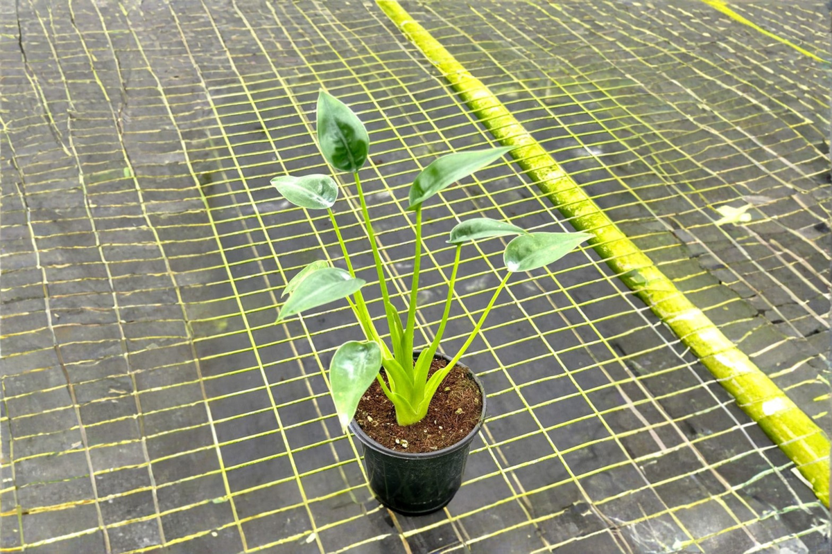 Alocasia Tiny Dancer Live Plant | 4-Inch Rooted Tropical Houseplant | Compact Foliage | Indoor Decor & Gift | Scientific Name: Alocasia 'Tiny Dancer'