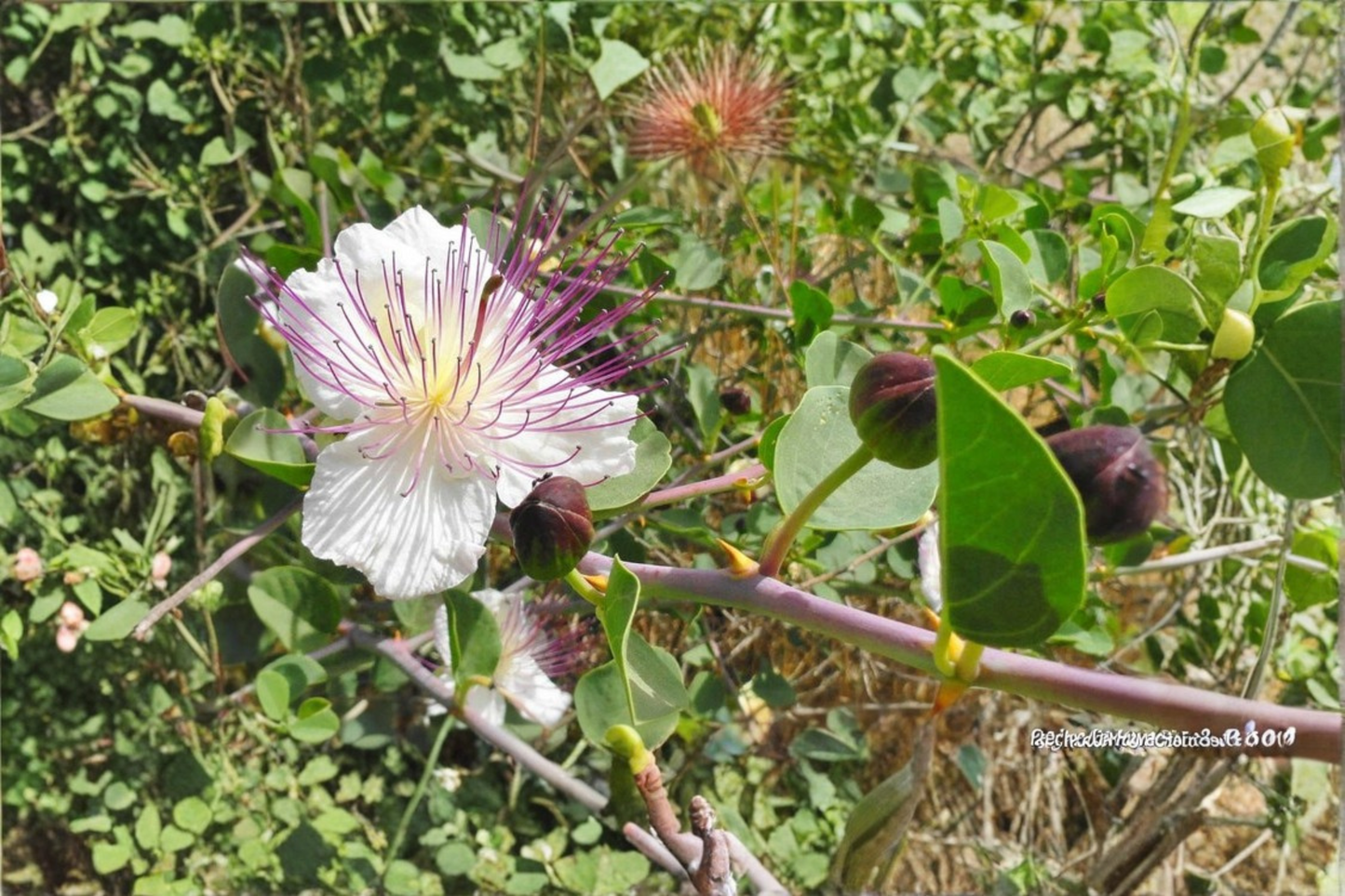 Live Spineless Caper Plant 1 Gallon Pot | Mediterranean Drought Tolerant Shrub | Capparis spinosa