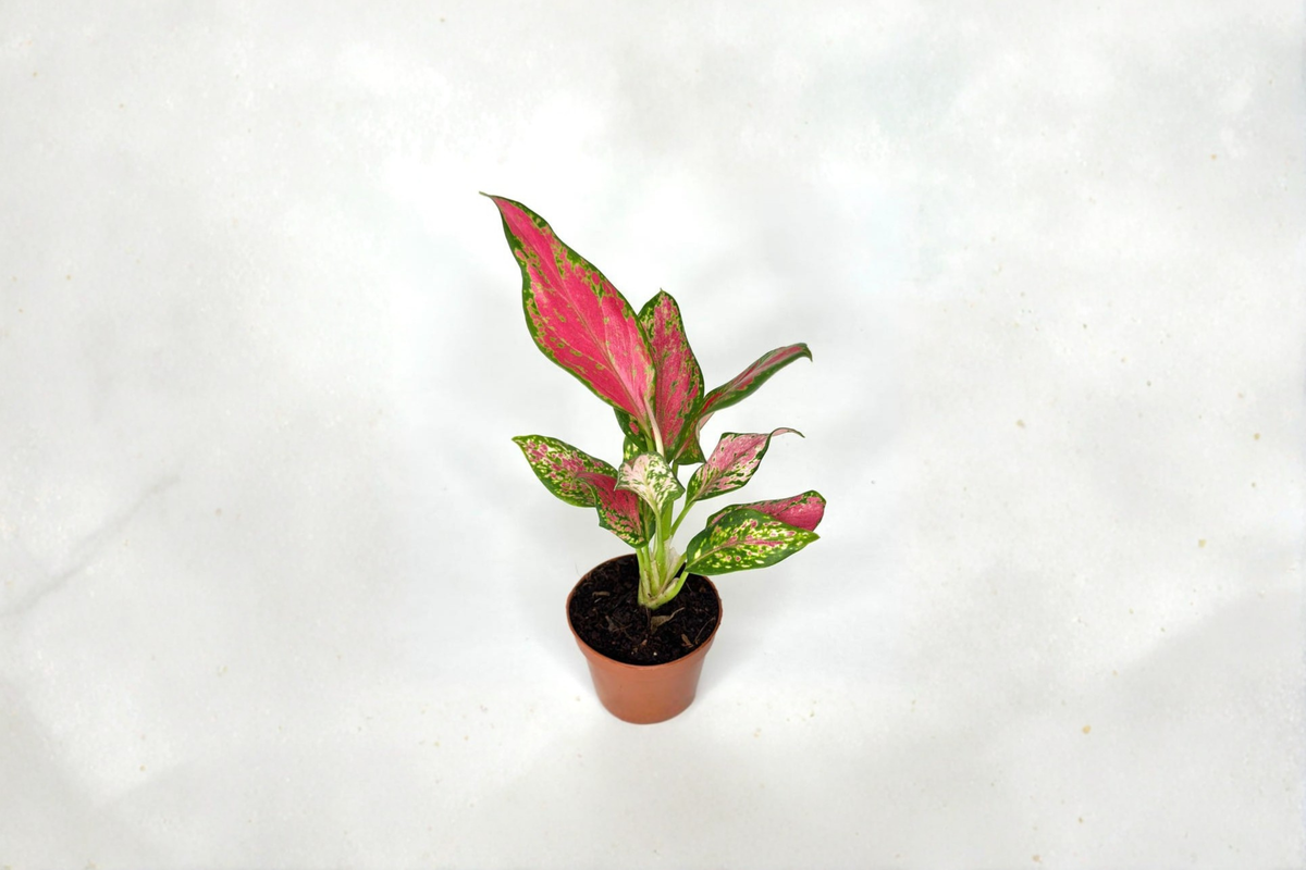 Red Angel Aglaonema Live Plant, 2 Inch Rooted Tropical Houseplant, Red and Green Foliage, Beginner Friendly