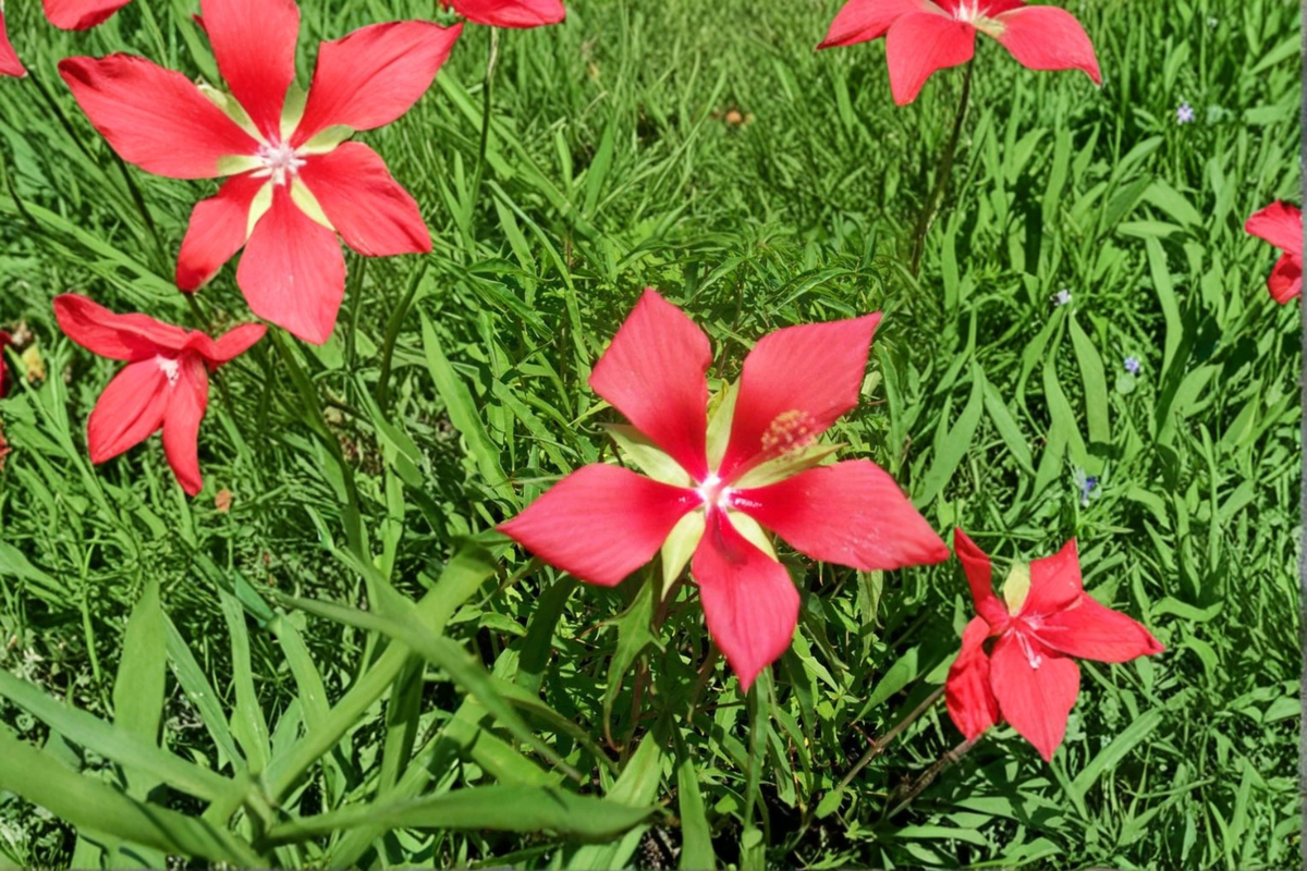 Texas Star Hibiscus Live Plant – 1 Gal, Bright Red Flowers, Tall Growing Hibiscus coccineus, Ornamental Outdoor Flowering Plant