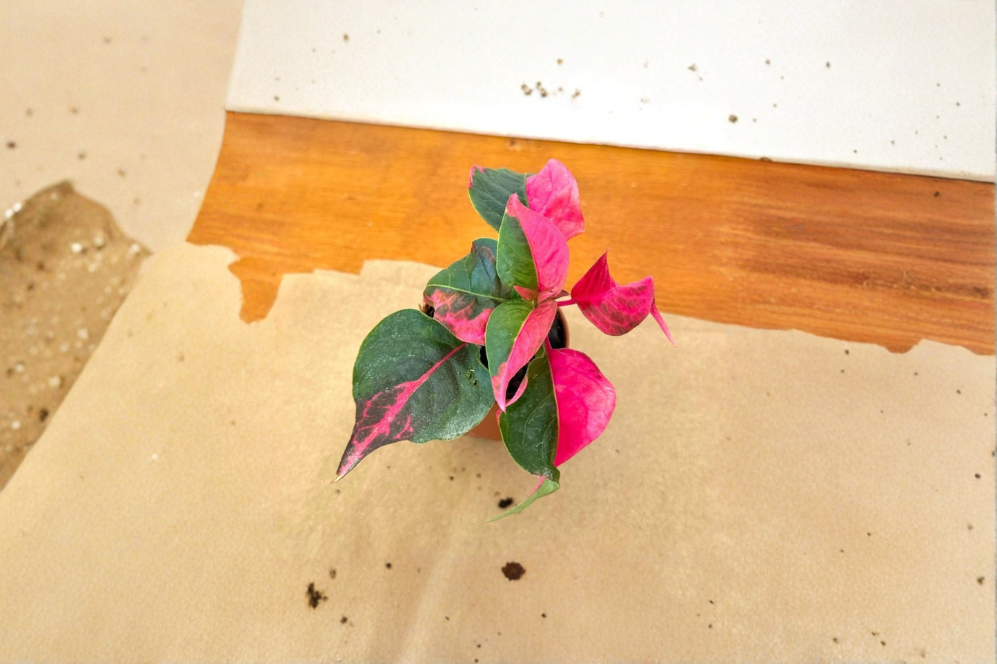 Alternanthera Party Time Live Plant – Pink & Green Foliage Indoor Outdoor Starter Plant, Tropical Houseplant, Garden Decor