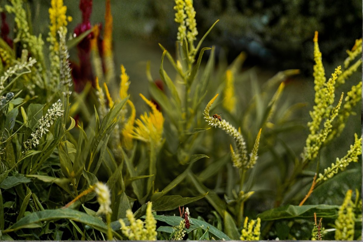 Live Plants Set of 3 Veronicastrum virginicum Culver's Root Native Perennial for Garden Borders and Pollinator Gardens