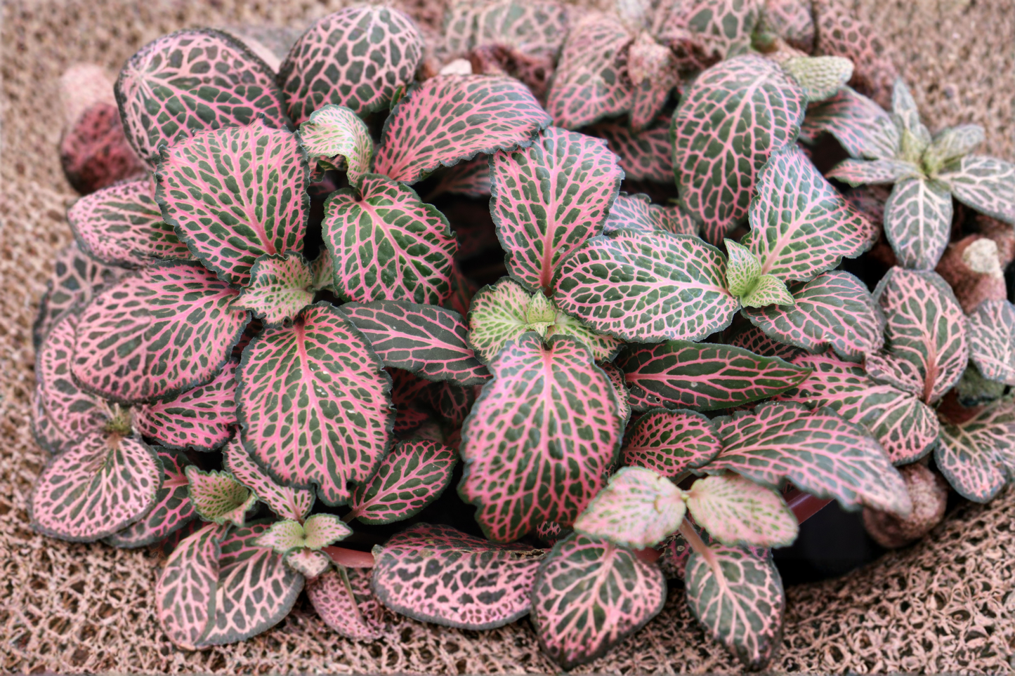 Pink Fittonia Nerve Plant Live Houseplant, Indoor Tropical Foliage, Pink Veined, Fittonia albivenis, Starter Plant