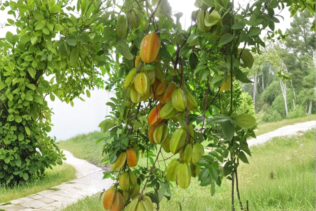 Grafted Starfruit Tree 3-4ft Tropical Fruit Plant Averrhoa carambola Sour Variety