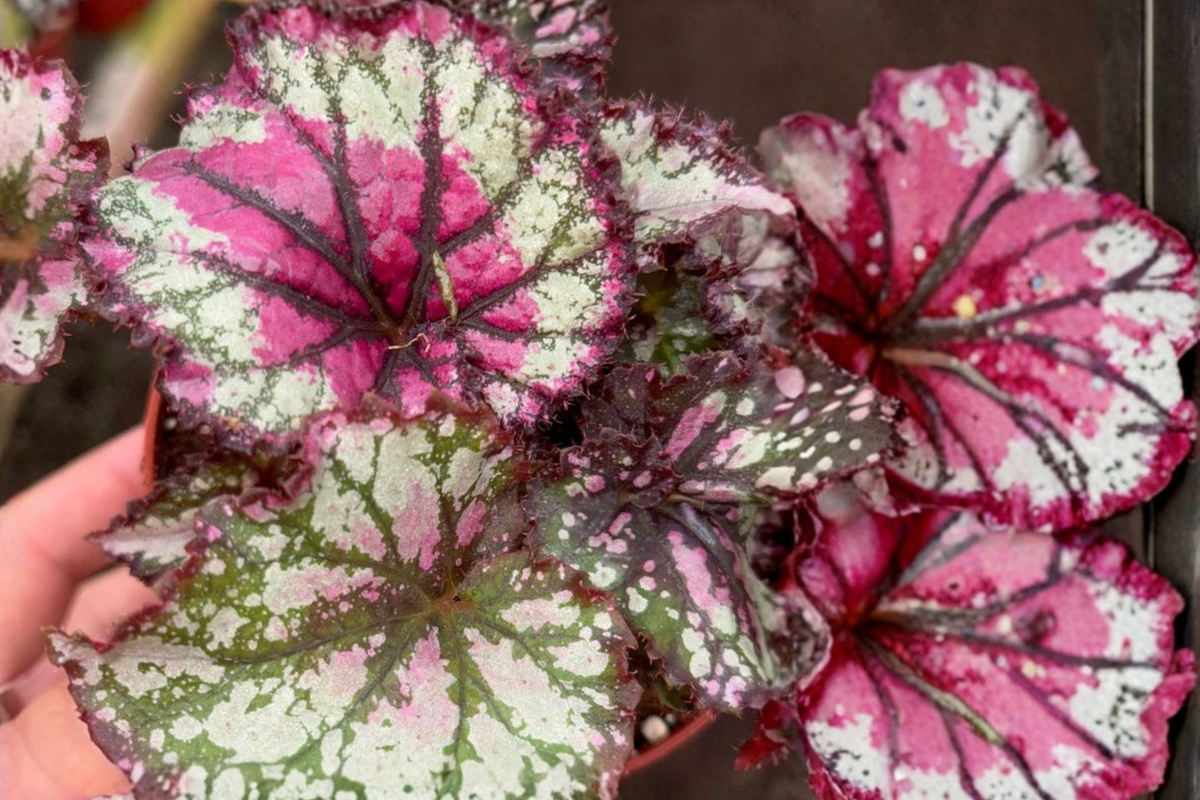 Begonia Rex Prismatic Blush Live Plant, Variegated Indoor Tropical Houseplant in 4 Inch Pot