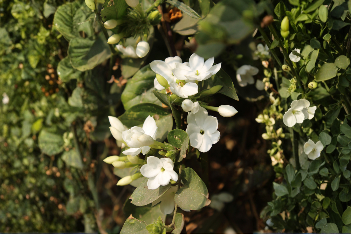 Live Jasmine Plant 10 Inches Tall in 3.5 Inch Pot – Fragrant Flowering Houseplant