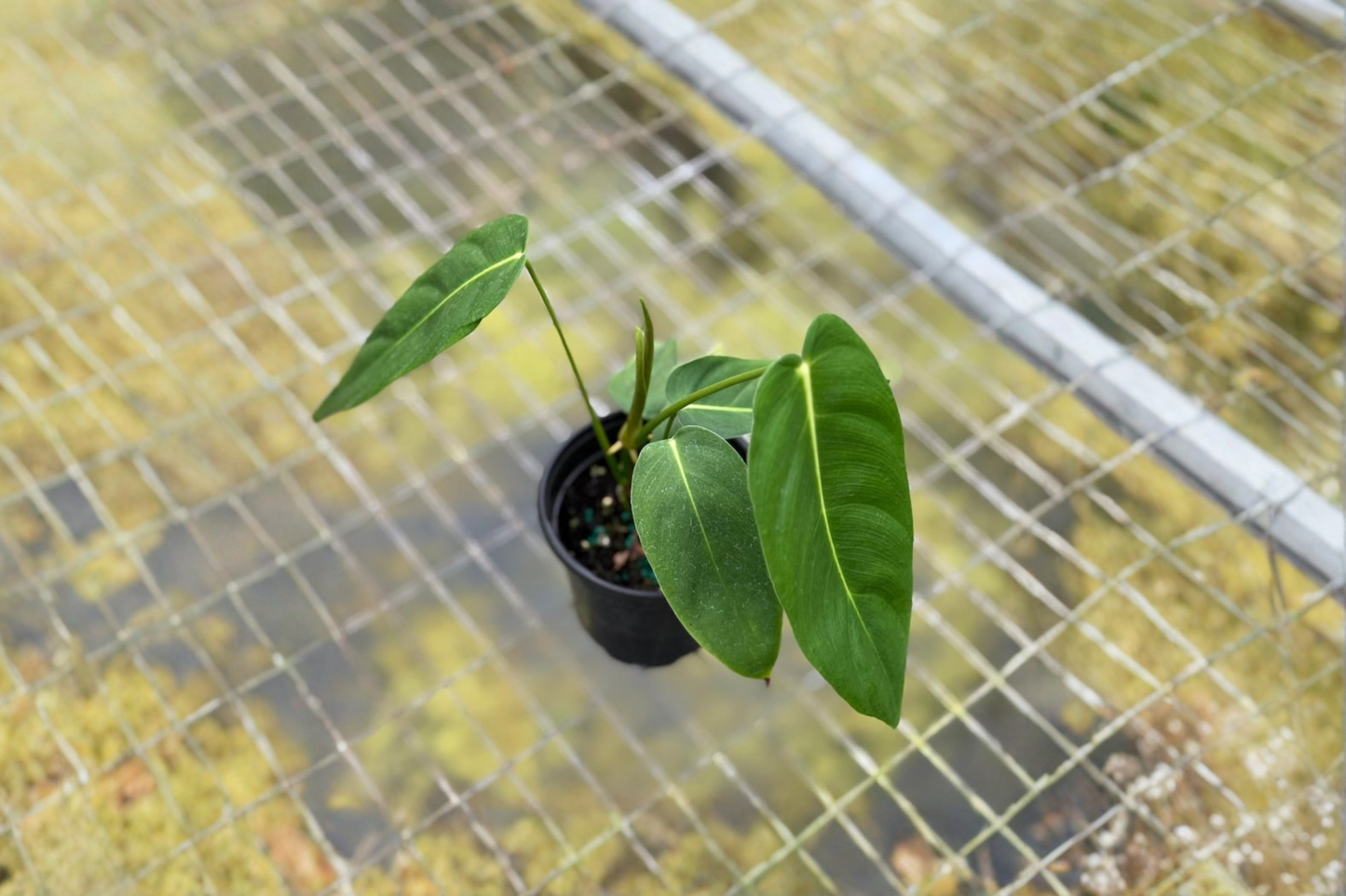 Philodendron Esmeraldense Narrow Live Plant | 4-Inch Rooted Tropical Houseplant | Climbing Foliage | Indoor Decor & Gift