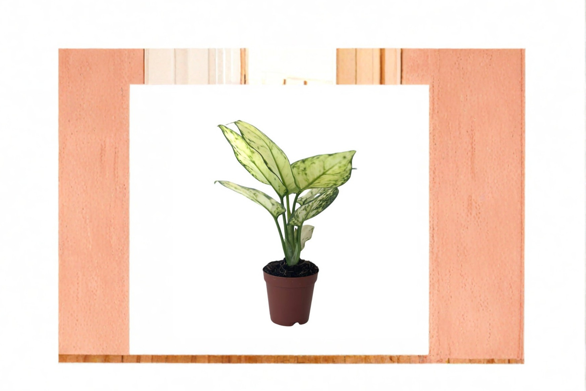 Aglaonema Super White Live Plant, 2-Inch Rooted Chinese Evergreen Indoor Houseplant, Decorative Foliage