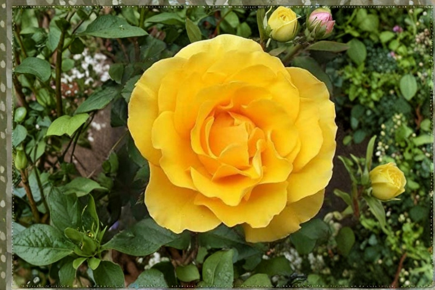 Yellow Rose Seeds - 20 Seeds, Ornamental Flower Bush, Bright Yellow Blooms, Rosa spp. for Outdoor Garden Planting