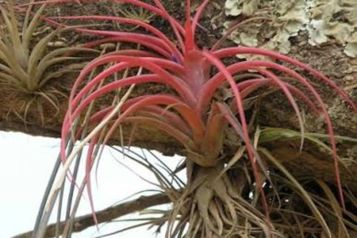 5 Ionantha Fuego Red Air Plants – Live Tillandsia ionantha Low Maintenance Set