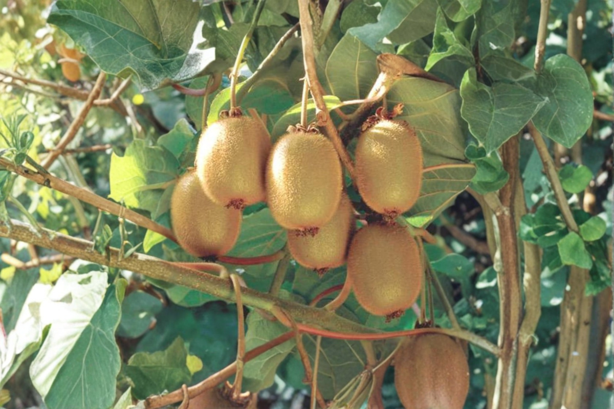 Hayward Female Fuzzy Kiwi Vine – 1 Gallon Potted Actinidia deliciosa, Climbing Fruit Vine, Ready to Grow