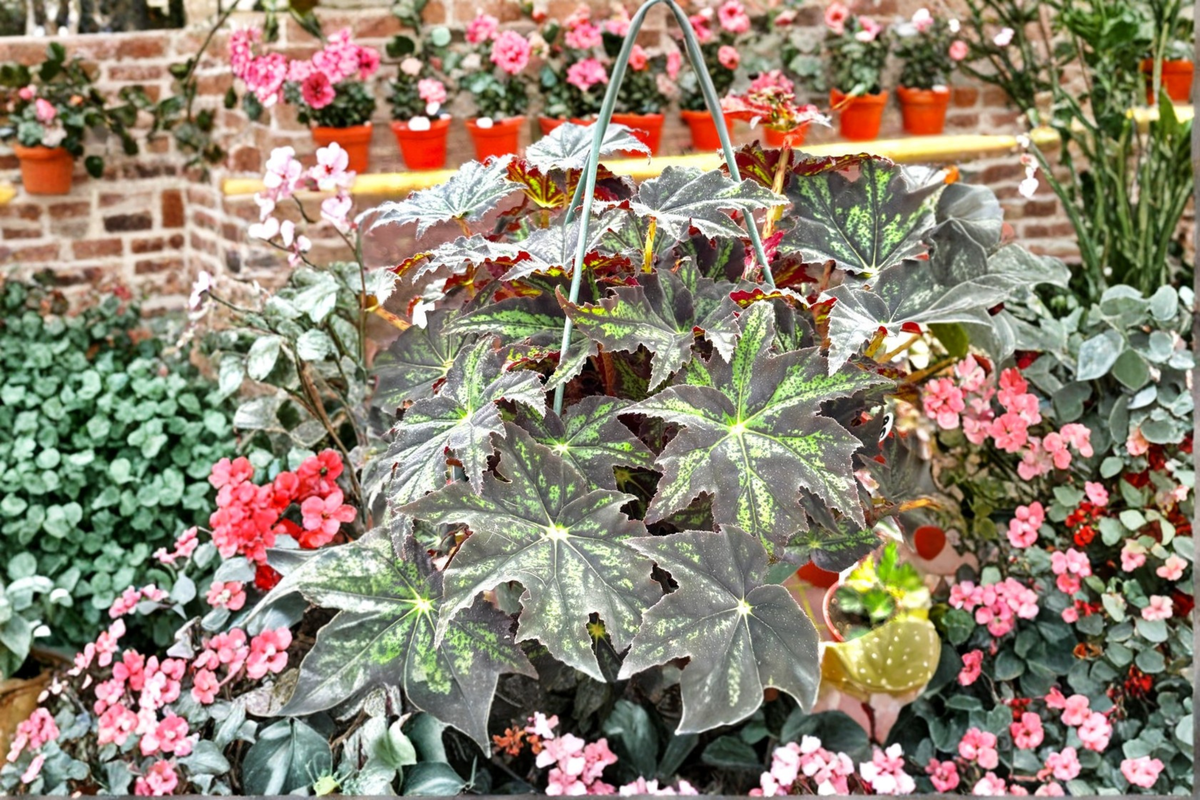 Begonia U578 Live Plant, Rare Rex Begonia, Indoor Houseplant, 4-Inch Pot, Tropical Foliage, Variegated Leaves, Collector Plant
