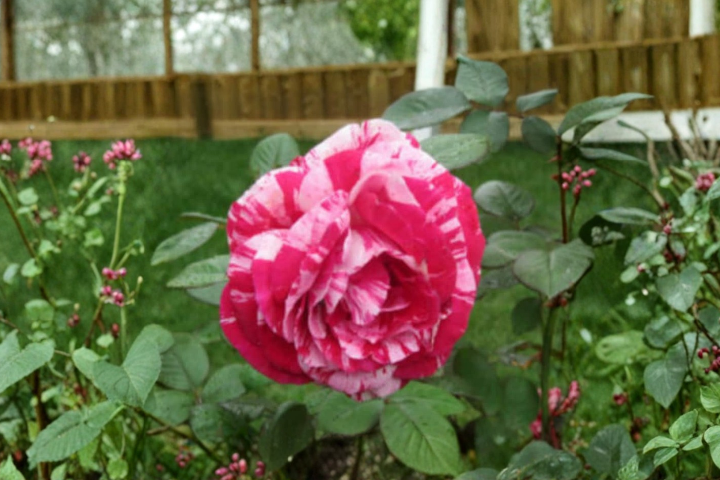 Pink Dragon Rose Seeds – 30 Fragrant Pink Rose Seeds for Ornamental Garden, Bush, Flower Bed, Landscaping, Rosa Hybrid