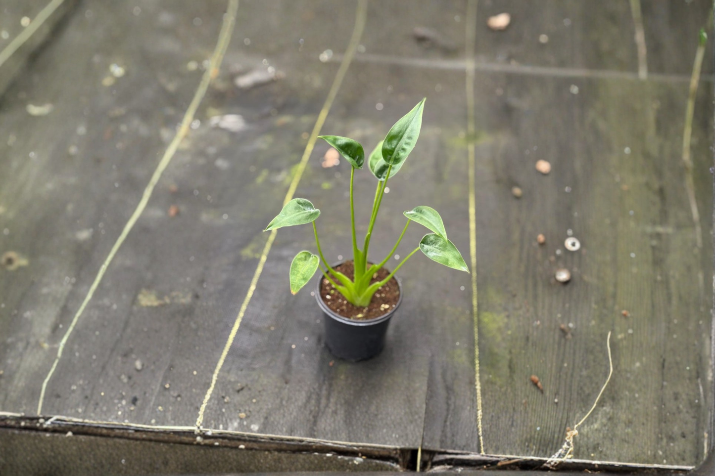 Alocasia Tiny Dancer Live Plant – 4 Inch Rooted Tropical Houseplant, Elephant Ear, Indoor Decorative Foliage, Unique Curved Stems