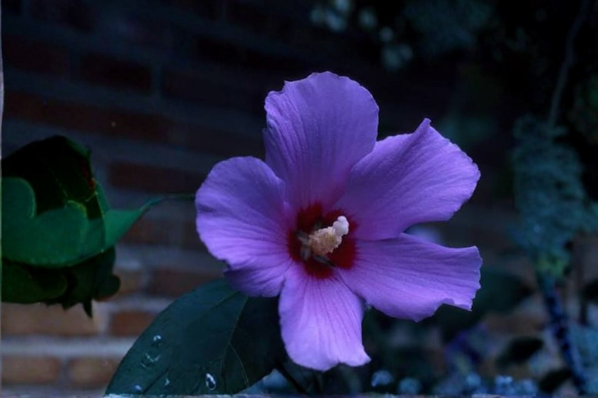 2 Live Rooted Rose of Sharon Hibiscus Plants – Hibiscus syriacus Starter Shrubs