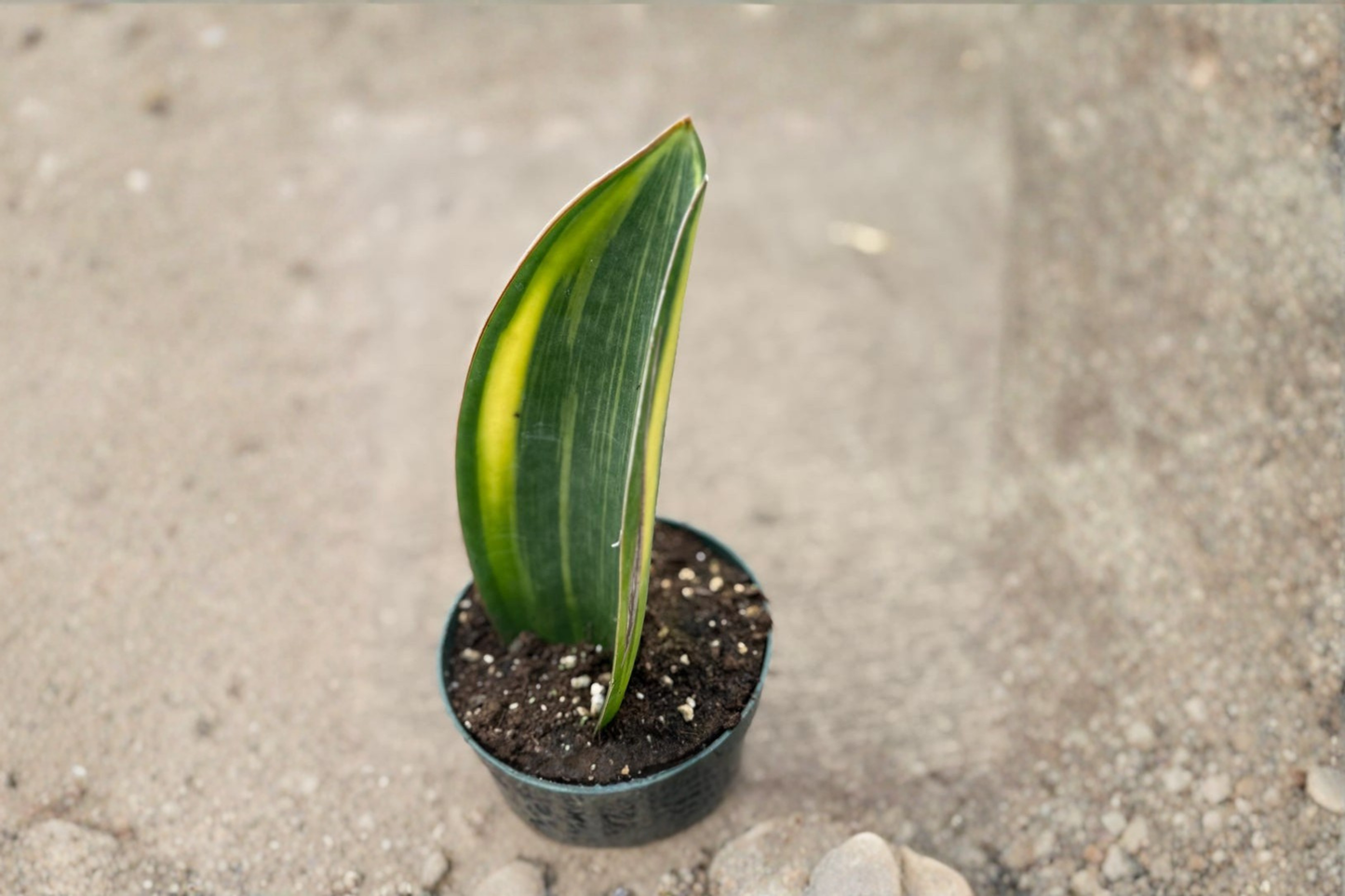 Variegated Whale Fin Snake Plant Live Plant in 4 Inch Pot, Dracaena masoniana, Indoor Tropical Houseplant, Variegated Foliage