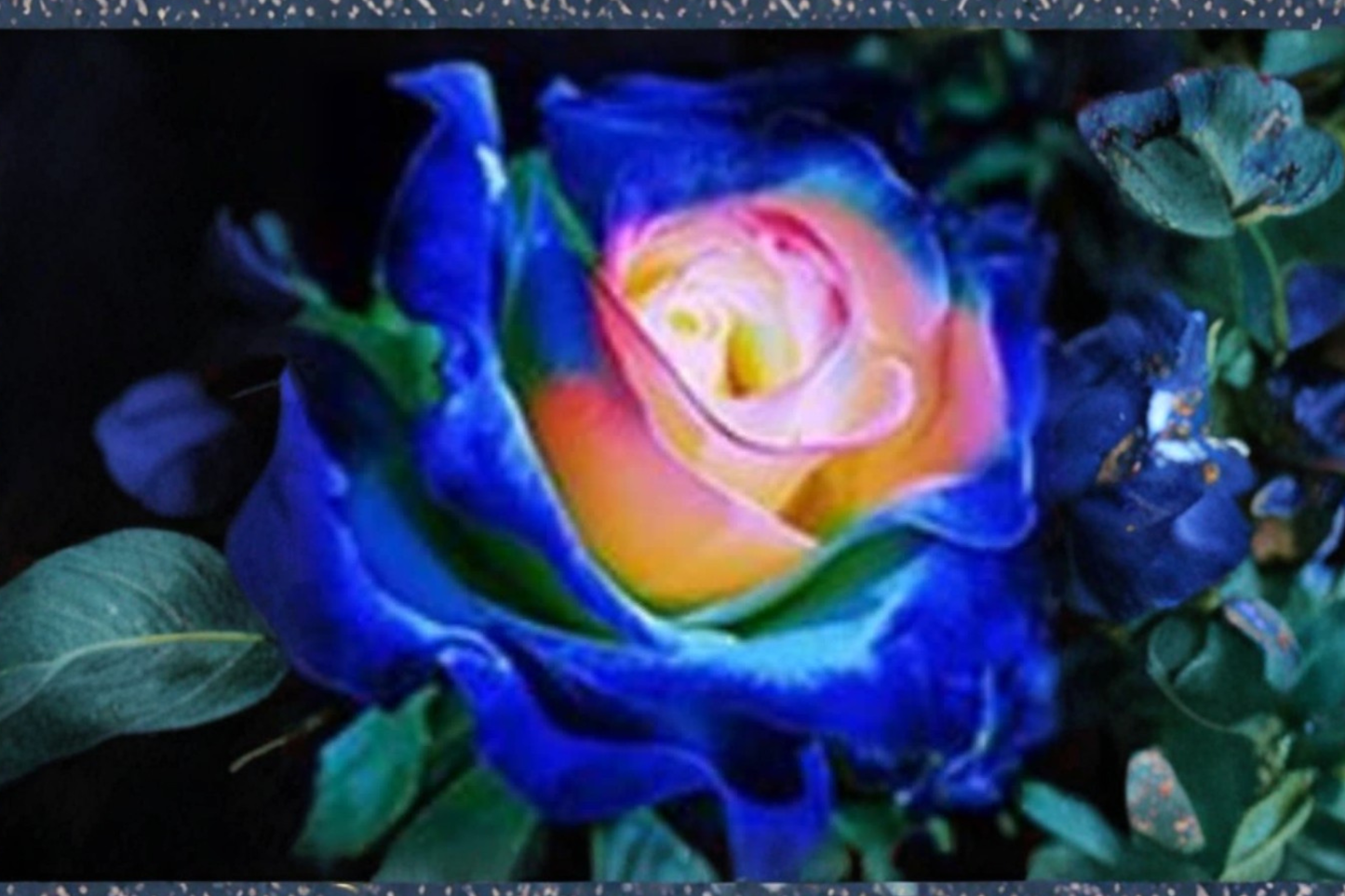 Rare English Blue Yellow Rose Seeds – Bi-Color Ornamental Flower Seeds, Rosa spp., 10 Pack, Garden, Landscape, Container Planting