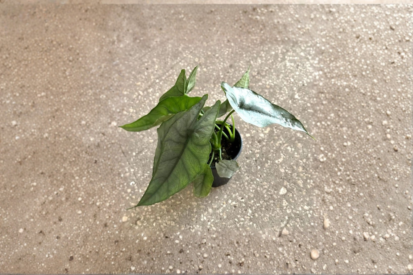 Alocasia Dragons Breathe Live Plant, 4-Inch Pot, Exotic Tropical Foliage, Indoor Houseplant, Rare Tropical Plant, Green Leaf