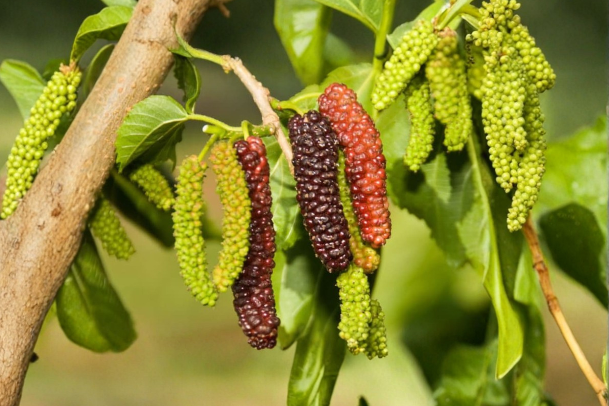 Pakistan Mulberry Tree Live Plant – 1 Gallon Potted Morus macroura, Fruit Tree, Edible Landscape, Ready to Grow