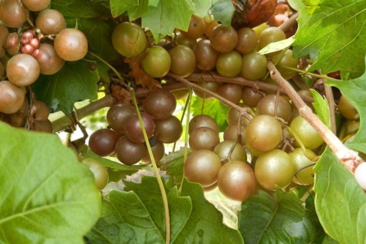 Bronze Chowan Muscadine Grape Vine Live Plant 1 Gallon, Deciduous Climbing Fruit Vine, Vitis rotundifolia, for Garden Vineyard