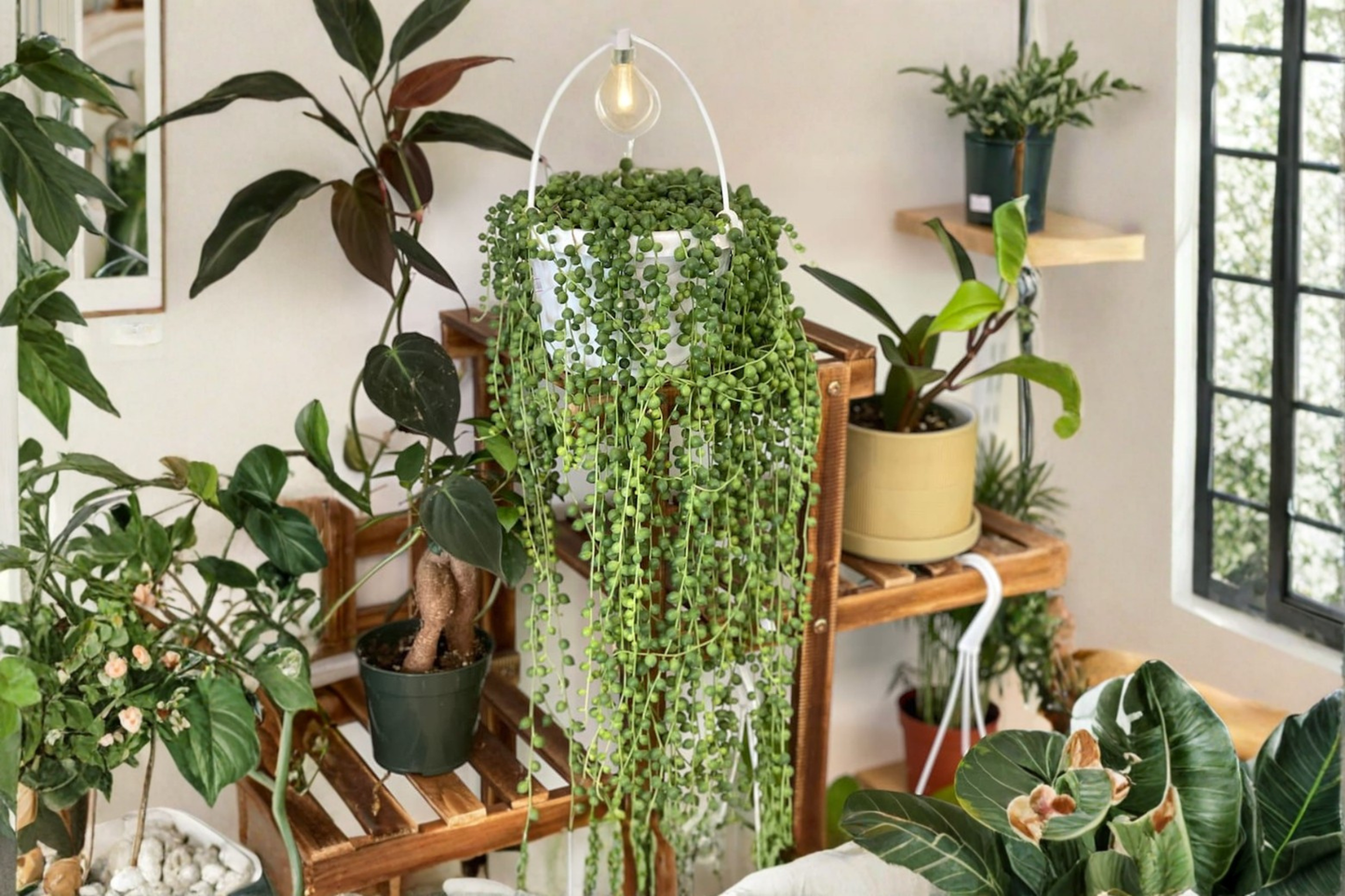 String of Pearls Live Plant 4 Inch Pot, Curio rowleyanus Succulent, Trailing Houseplant, Hanging Indoor Plant
