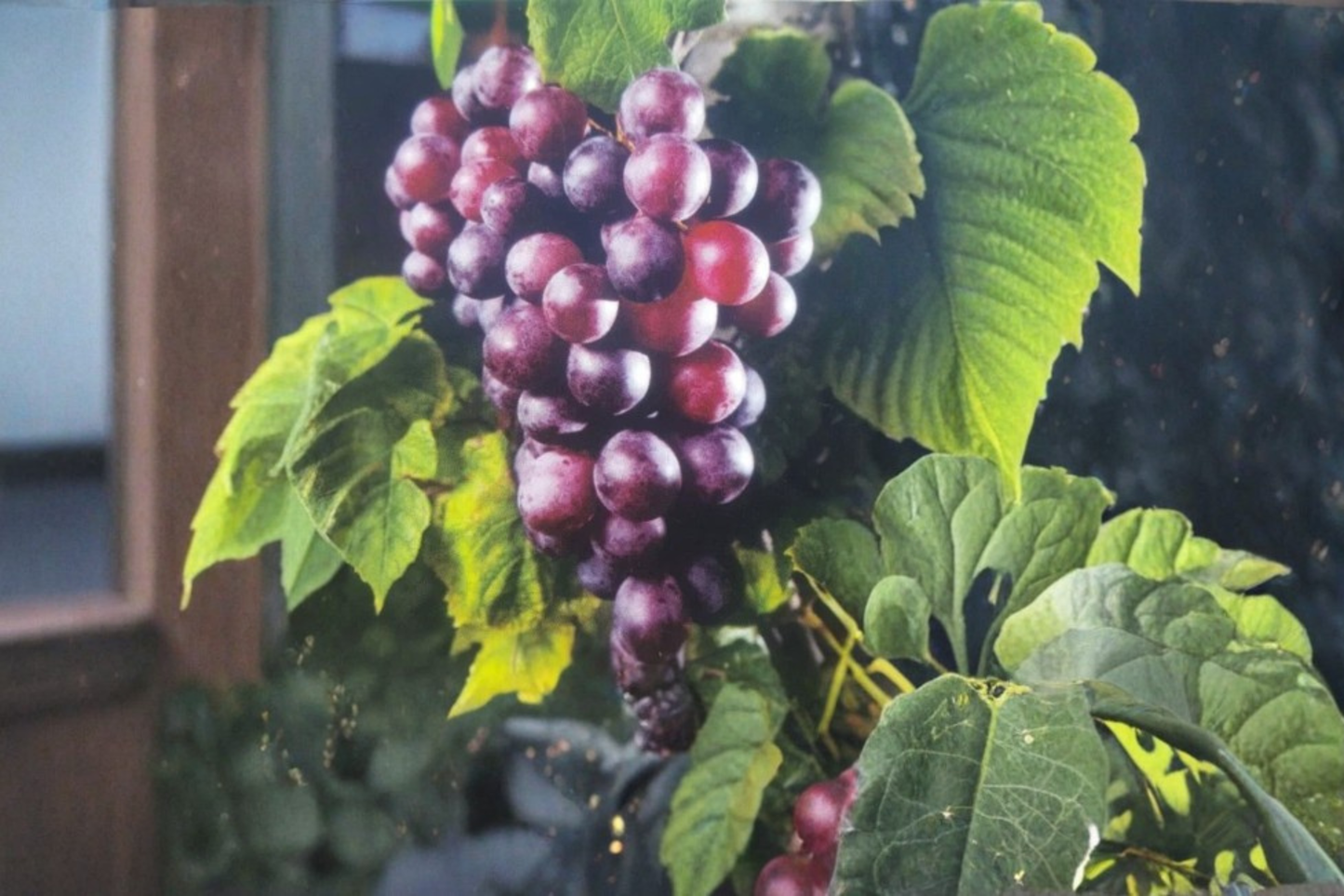 Black Supreme Muscadine Grape Vine 4–6 Ft Live Climbing Fruit Vine for Garden Trellis Outdoor Vitis rotundifolia