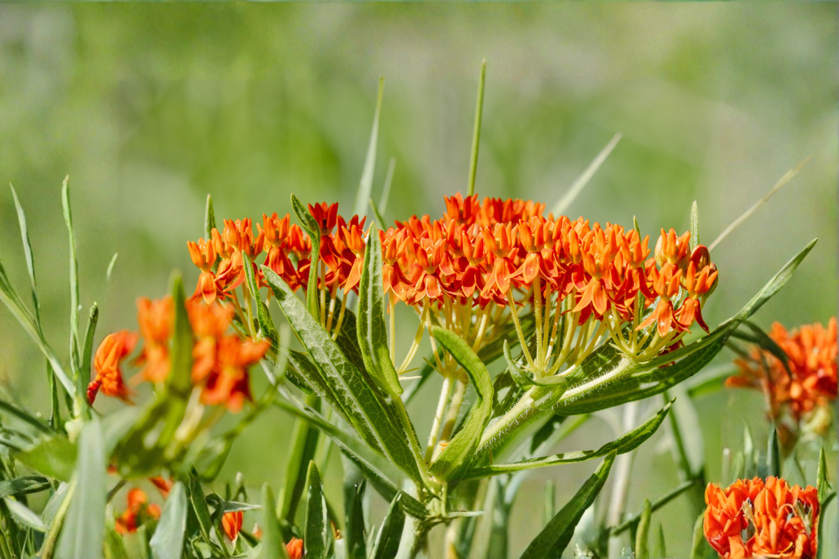 Butterfly Weed Live Plants – 1 Qt Pots, Orange Flowers, Native Perennial, Asclepias tuberosa, Full Sun, Well-Draining Soil