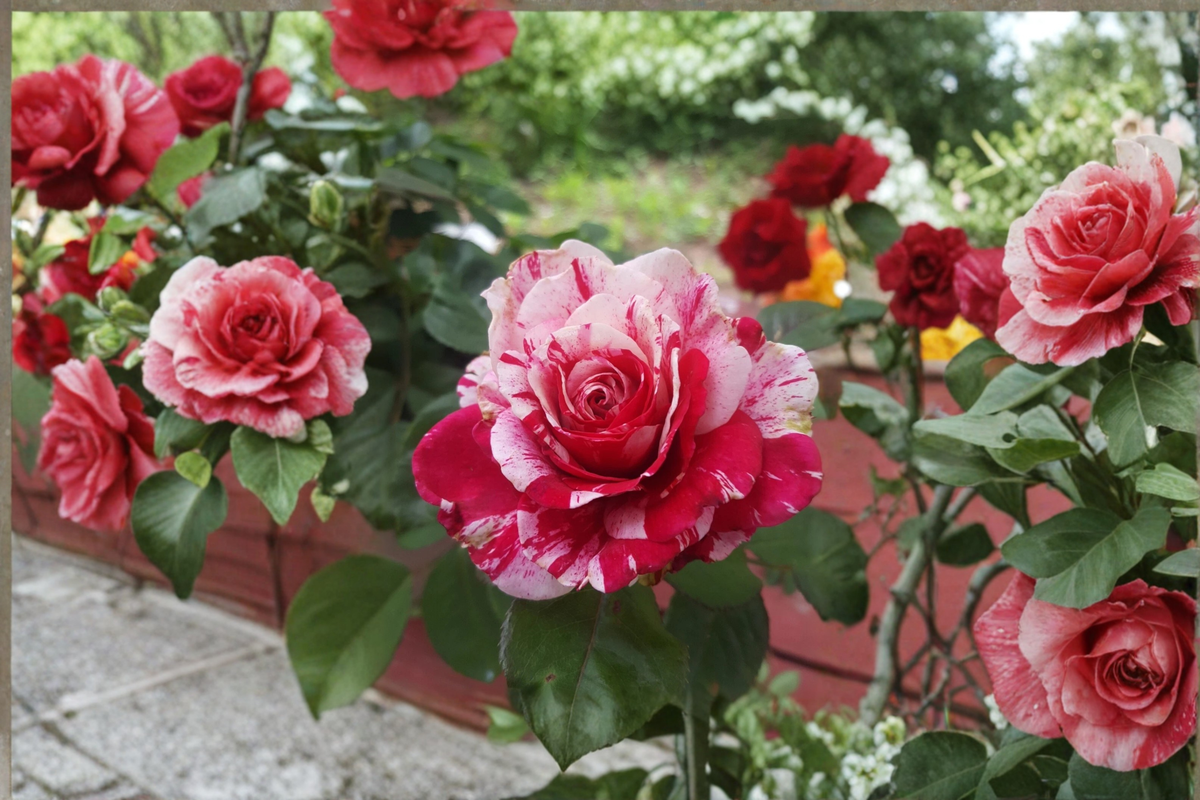 Scentimental Floribunda Rose Bush 5 Gal Live Plant Red White Striped Flowering Shrub for Garden Landscape