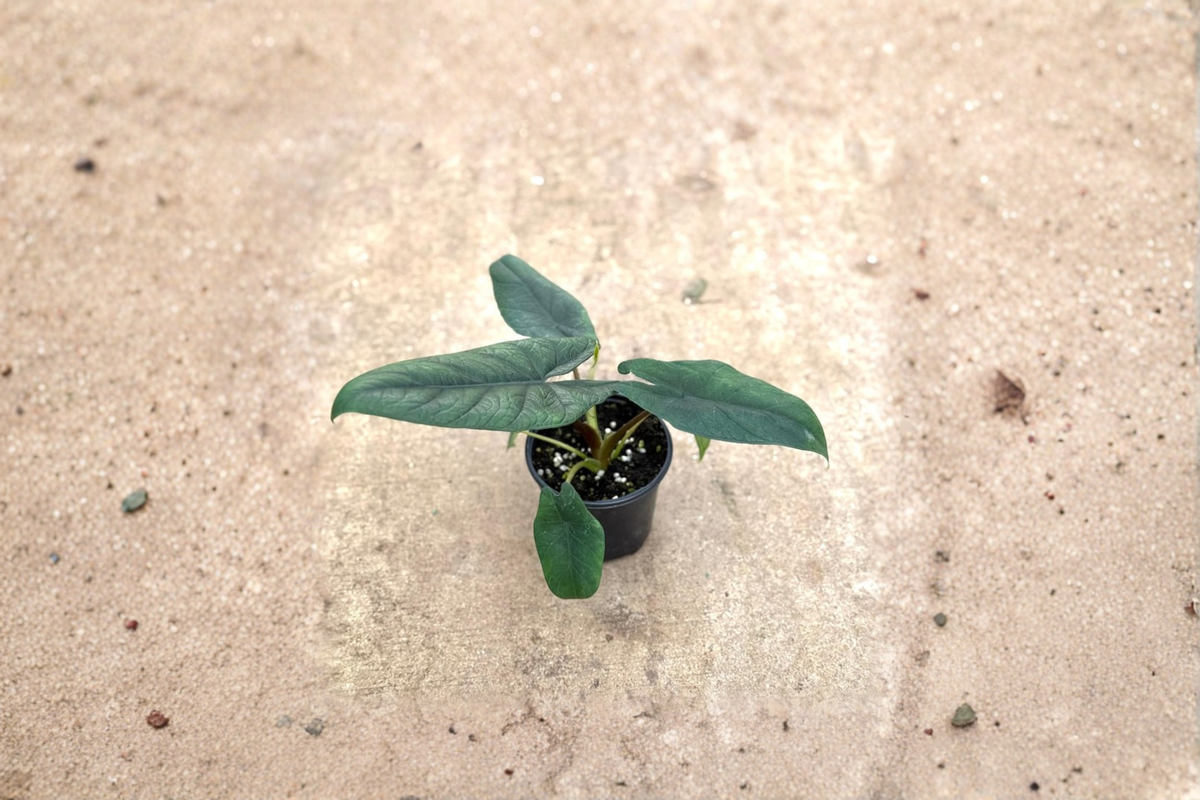 Alocasia Scalprum Live Plant – 4-Inch Pot Rare Indoor Houseplant with Textured Leaves, Rooted Starter for Indoor Decor