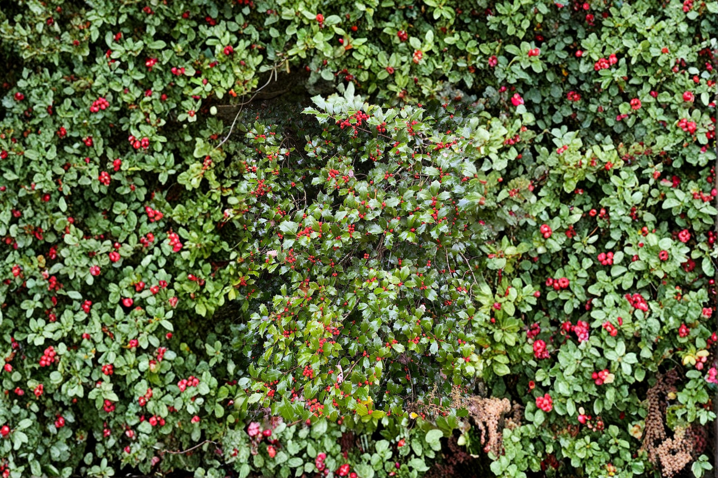 Mrs Santa American Holly Live Plant Quart Pot Ilex opaca Evergreen Shrub with Red Berries