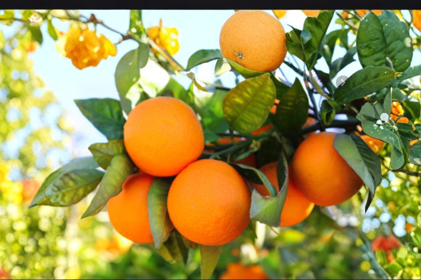Dwarf Orange Seeds 5 Pack - Citrus sinensis, Indoor Outdoor Non-GMO, Compact Evergreen Fruit Tree Seeds