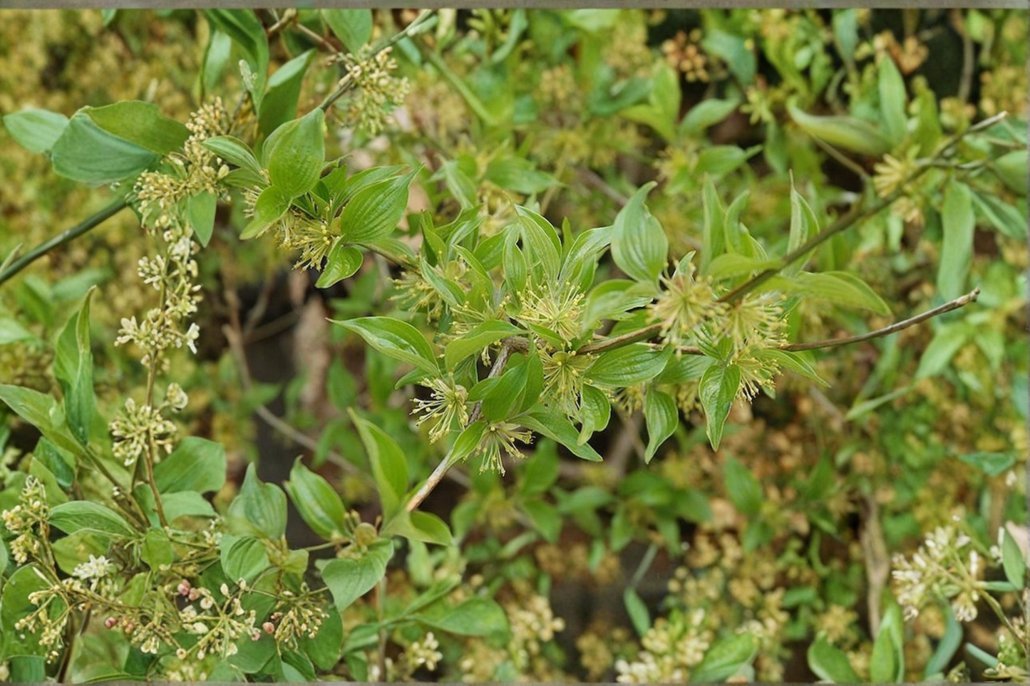 Lemon Zest Japanese Cornel Dogwood Live Plant 1 Gallon, Flowering Shrub, Cornus officinalis, Bright Yellow Blooms