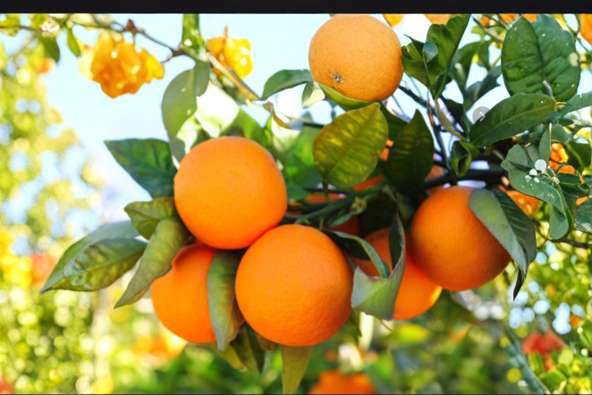 Dwarf Orange Tree Seeds – Compact Citrus Plant for Indoor & Outdoor Growing – Citrus spp.