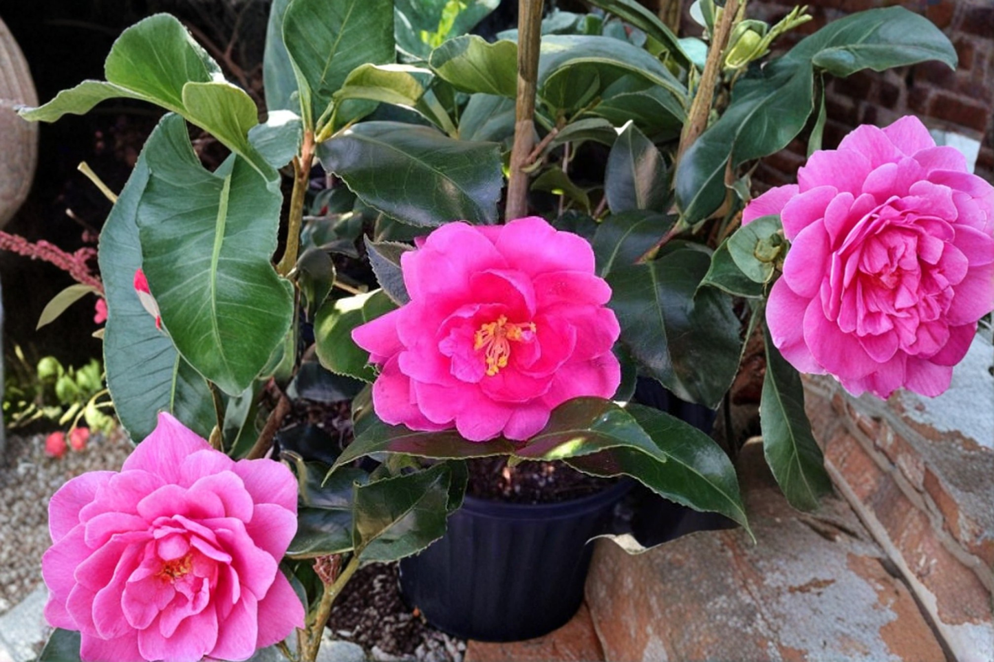 Fall Blooming Camellia ‘Brandy’s Temper’ 1 Gallon Pink Evergreen Flowering Shrub Camellia sasanqua