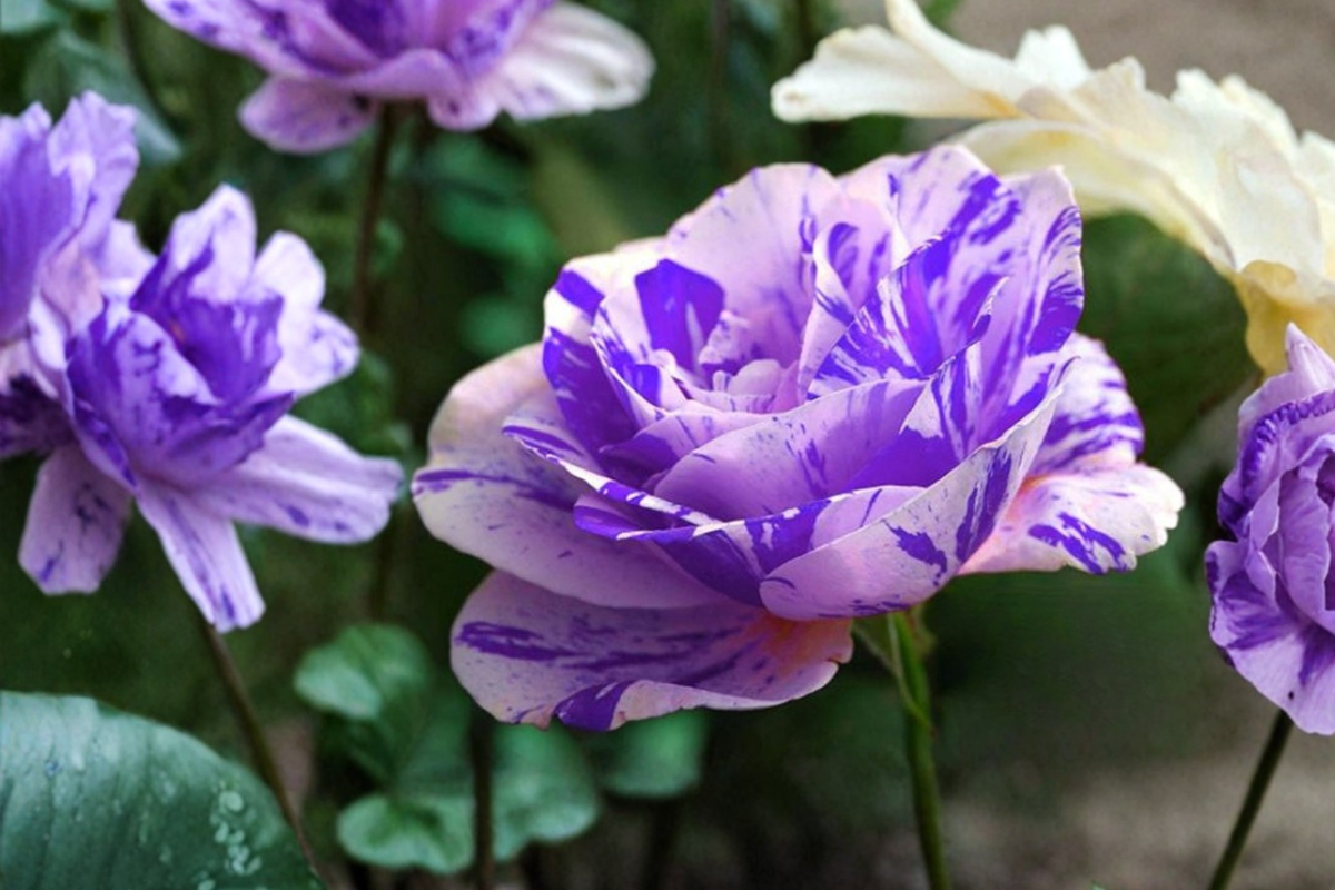 English Pink Purple Rose Seeds – Bi-Color Flower Seeds for Garden, Landscaping, and Flower Beds, Rosa Hybrid, Pack of 30