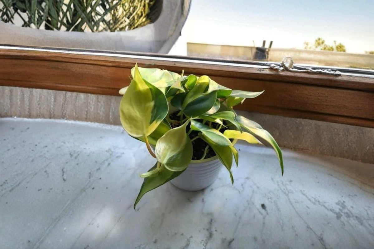 Brasil Philodendron Live Vine Plant 4 Inch Pot – Philodendron hederaceum 'Brasil'