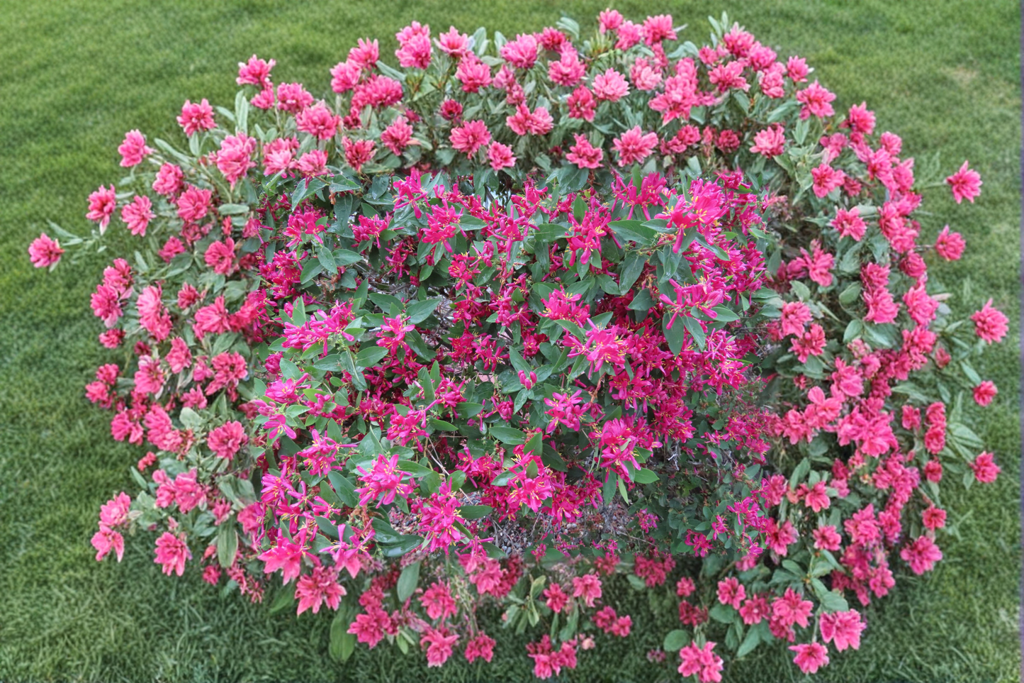 Arnolds Red Honeysuckle Live Plant 1 Gallon – Red Flower Climbing Vine for Garden, Landscape, Trellis, Fence, Outdoor Plant