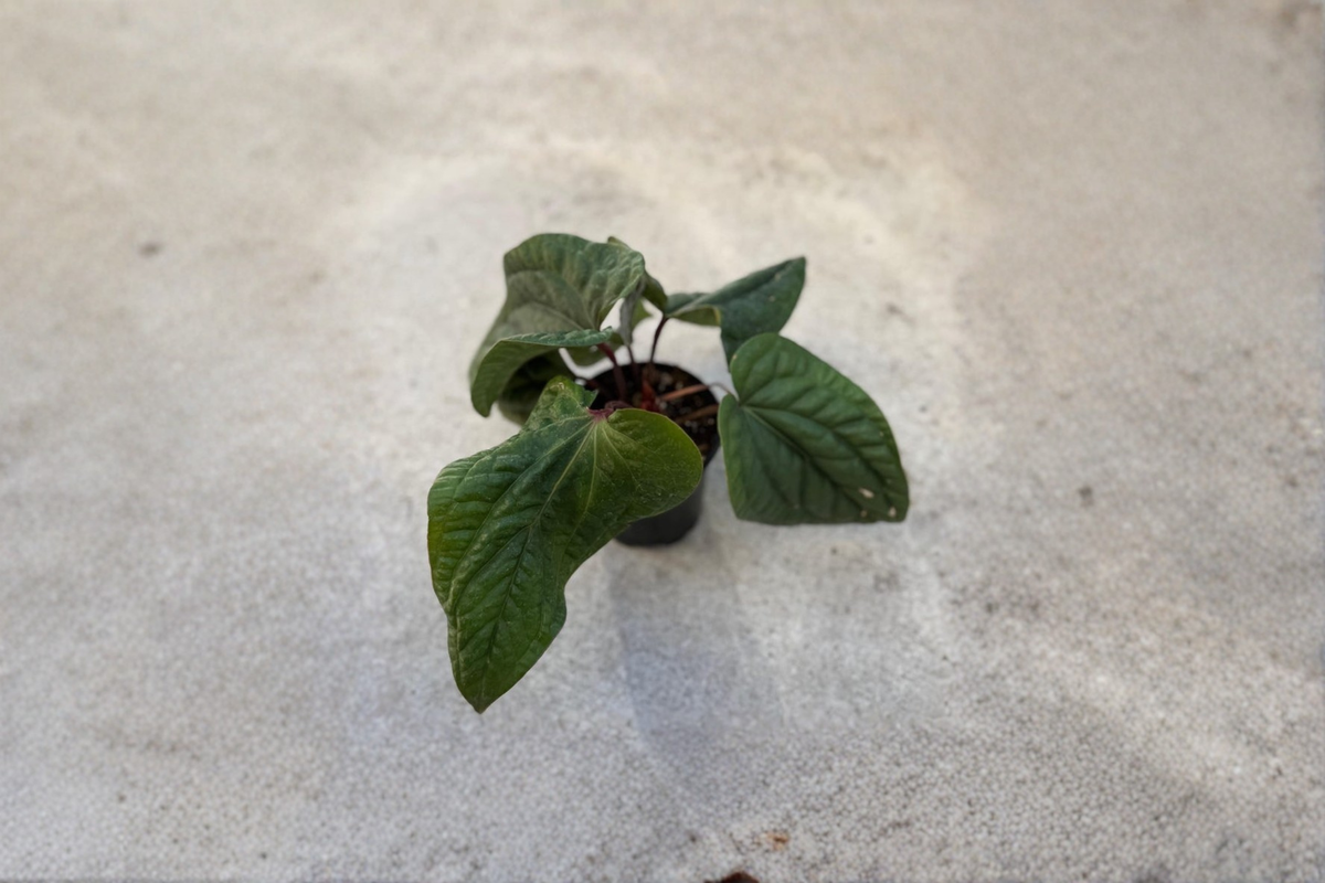 Anthurium Radicans x Luxurians Live Plant, 4-Inch Pot, Rare Tropical Hybrid, Indoor Collector Plant, Dark Green Foliage